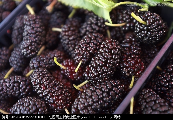 常吃桑葚可抗衰老及明目